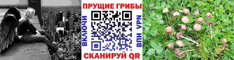 Галлюциногенные грибы MAGIC MUSHROOMS  Тутаев 